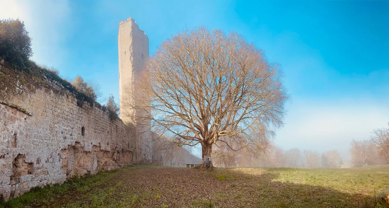 Torre di Pasolini, un albero Bagolaro ben mantenuto