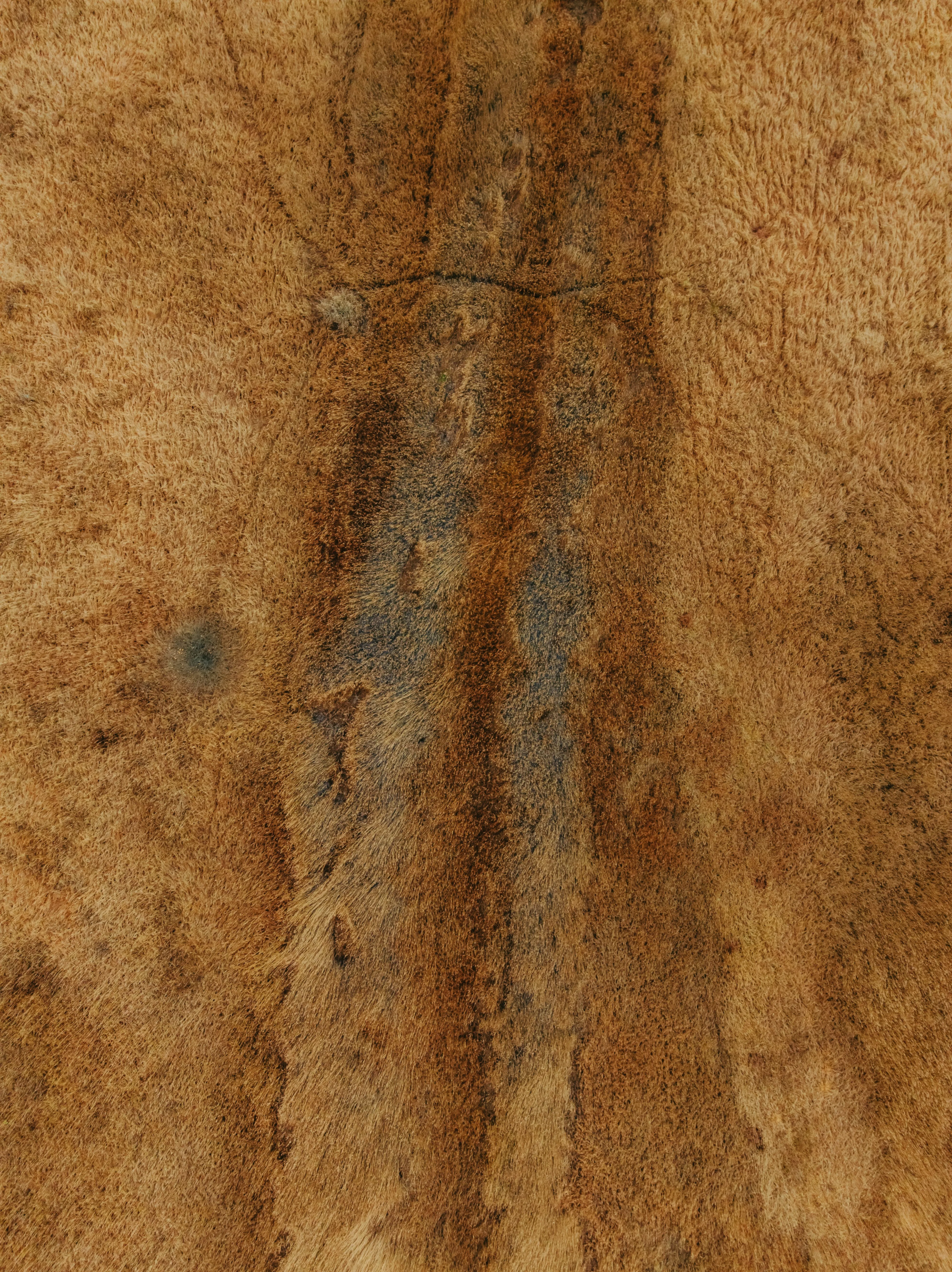 Agricultural field / natural fiber crop landscape. Photo: Kristaps Ungurs