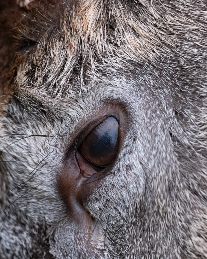 Extreme close-up of an animal's dark eye surrounded by dense gray and brown fur, revealing individual hairs and skin textures.