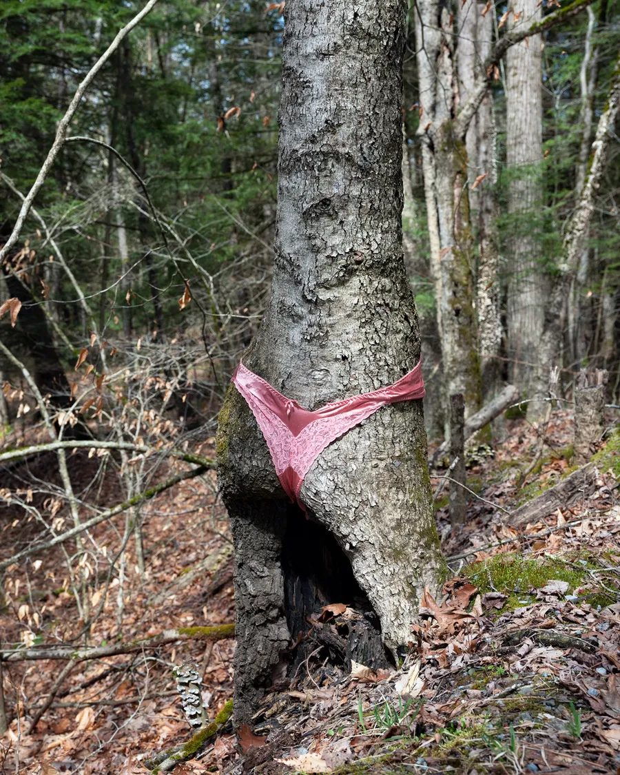 Pink lace underwear wrapped around the forked trunk of a tree in a forest, surrounded by moss, fallen leaves, and branches.