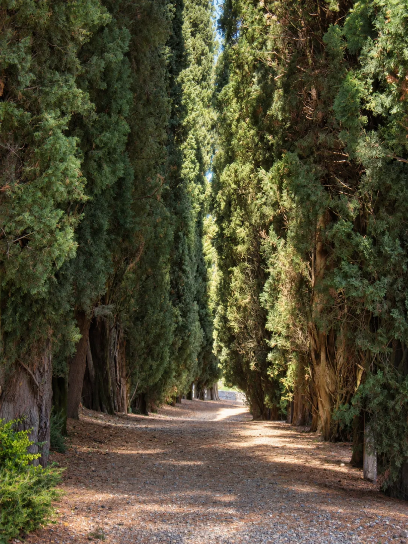 The cypress avenue