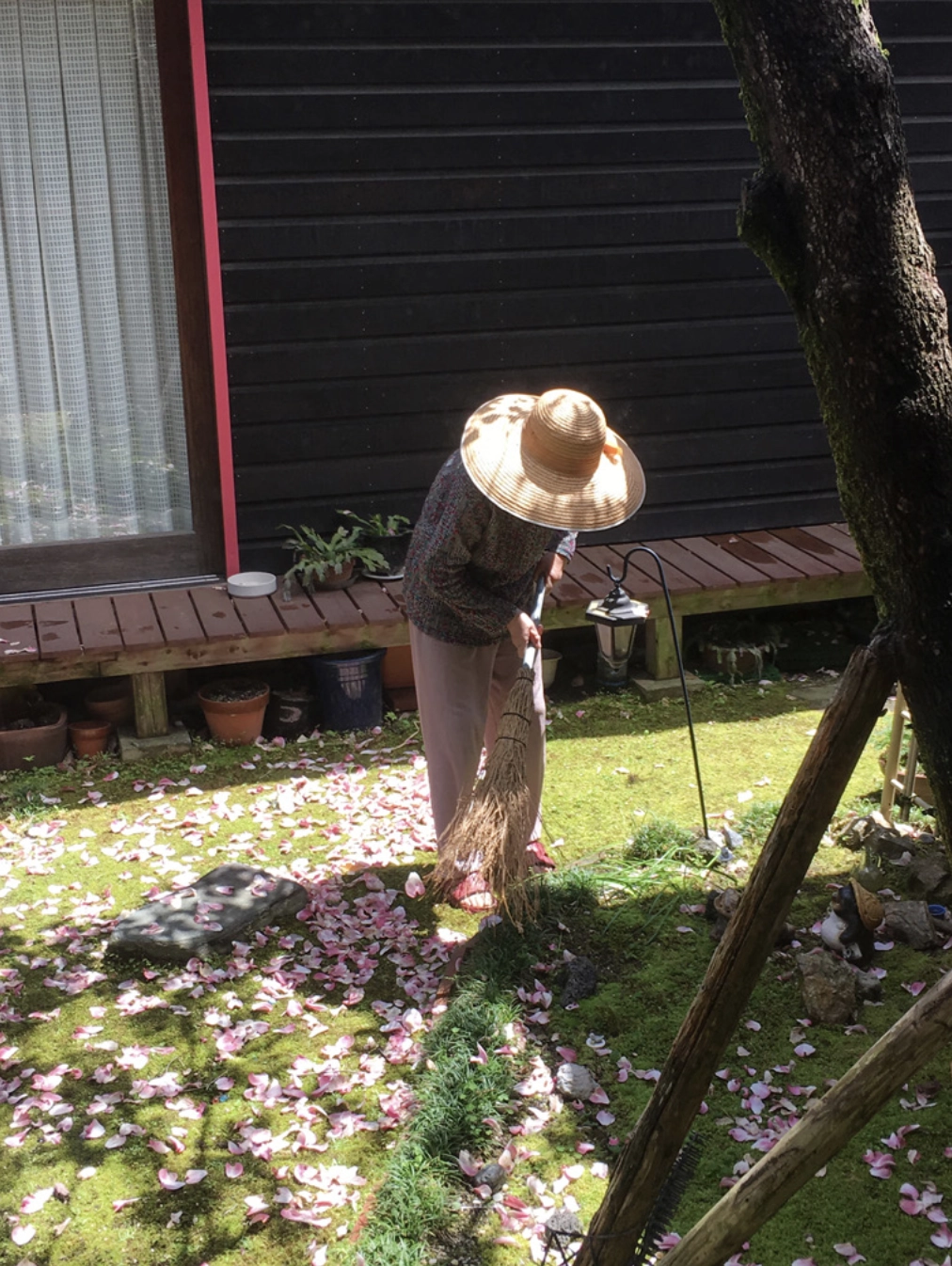 Person wearing a straw hat sweeping fallen pink petals from a moss-covered garden beside a wooden house.
