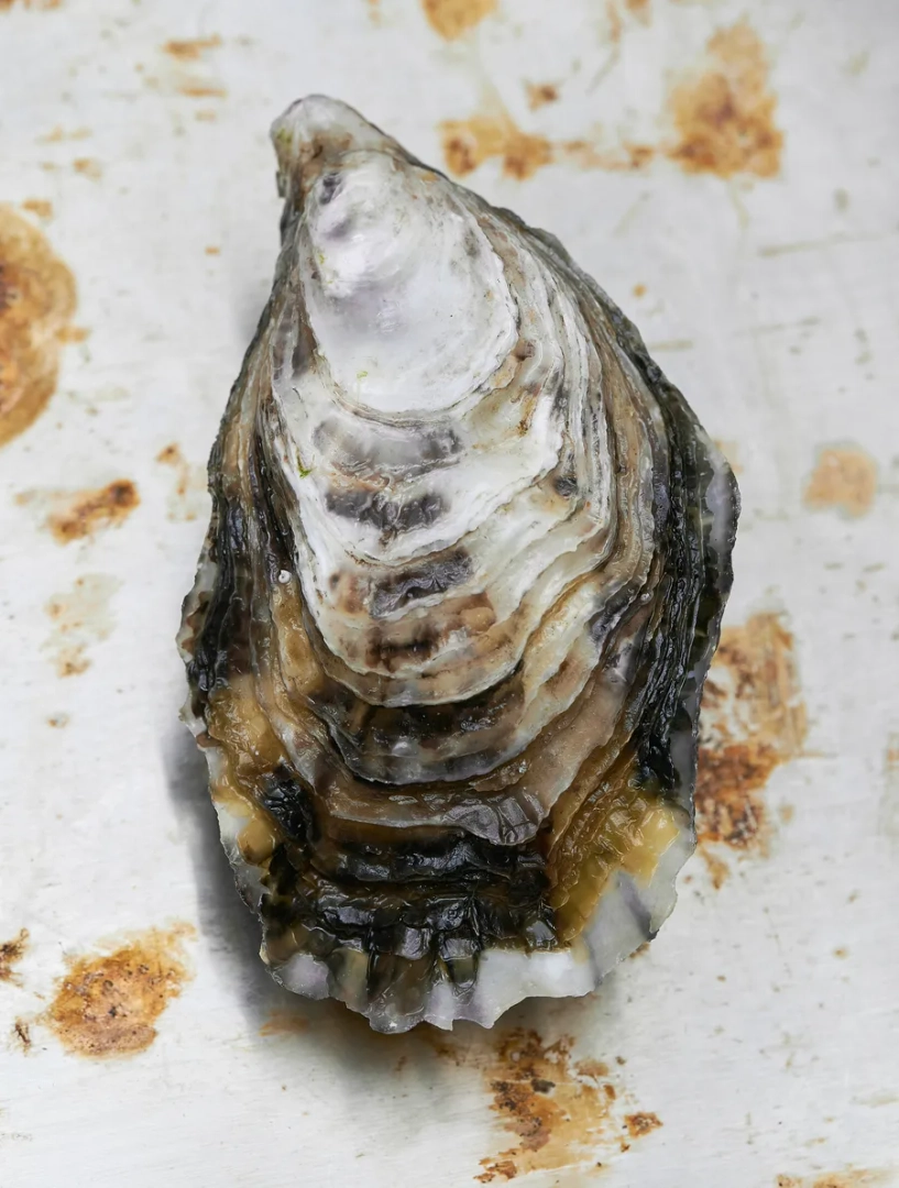 Close-up of a closed oyster shell with layered ridges and natural brown, white and gray textures, resting on a light surface with rust-colored stains