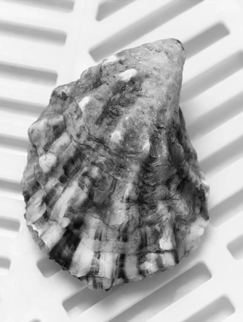 Black-and-white close-up of an oyster shell, highlighting its rough, layered texture and natural ridges against a white slatted background