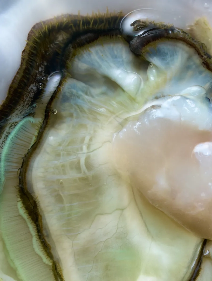 Macro close-up of a freshly opened oyster, revealing delicate pale green and ivory textures, intricate folds and the glossy interior of its shell