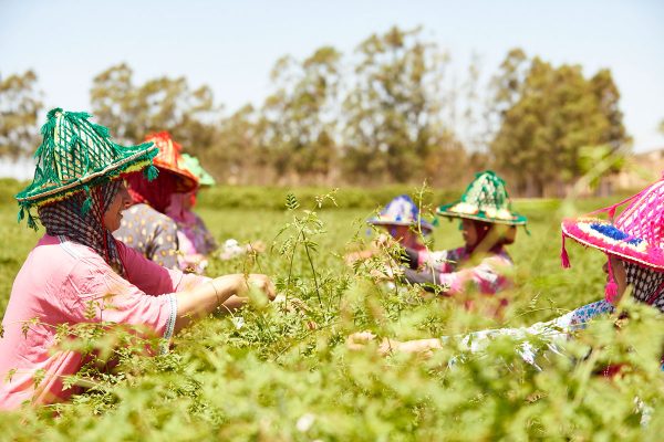 A FLOWER HARVETST IN MOROCCO. PH. SANA JARDIN SANA JARDIN MOROCCO