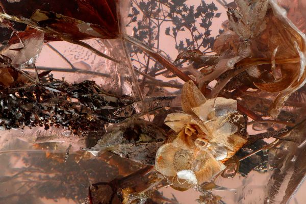 MARCIN RUSAK ‘FLOWERING TRANSITION’ MARCIN RUSAK ‘FLOWERING TRANSITION’