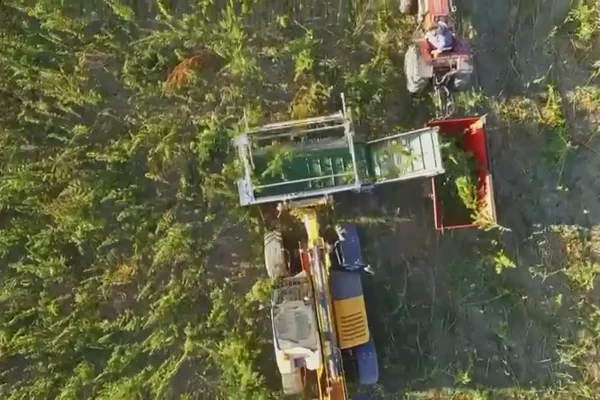 A definition of purpose economy in the Hemp field
