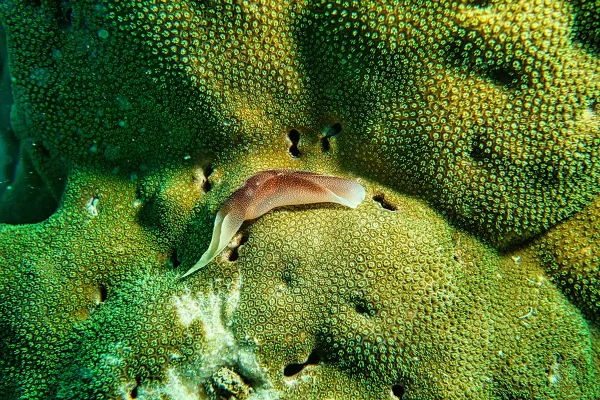 A detail of a coral reef