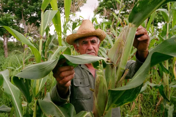 A farmer stands in his field of crossed corn, which is grown in an experimental and highly productive way, Eduardo Martino