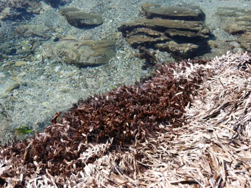 A relatively thin banquette of Posidonia oceanica leaves