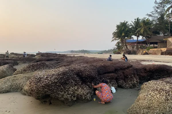 Lampoon, A woman uses hand tools to chip out oysters at exposed rocks on the beach of morjim, goa, india. harvesting a sustainable source of food, Aakash Dhingra Climate Visuals Countdown