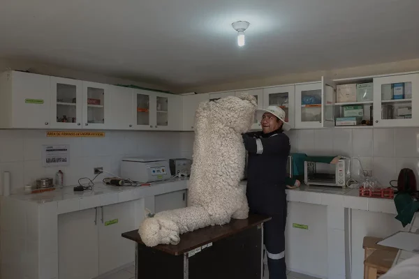 Alessandro Cinque, Alpaqueros, reportage Peru
