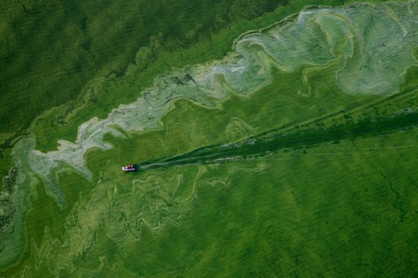 Boat going through an algae bloom on Lake Erie near Toledo, Ohio
