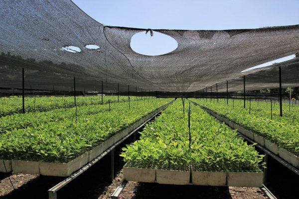 PLANT FOR THE PLANET FOUNDATION FELIX FINKBEINER PLANT FOR THE PLANET