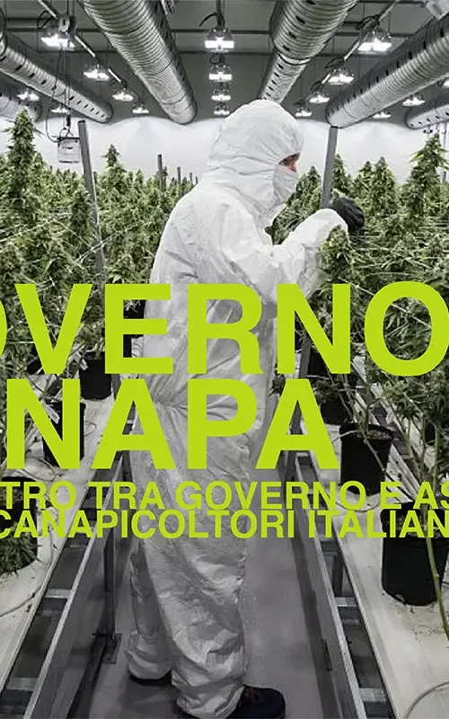 Governo canapa