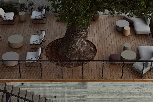 Capitolo Riviera – un. albero secolare di canfora