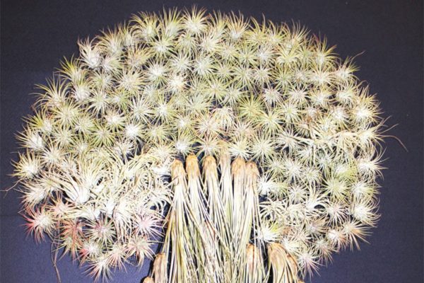 Lampoon, Tillandsia stricta e Tillandsia aeranthos