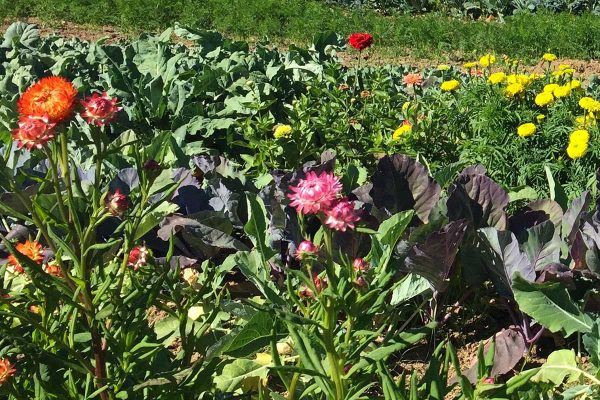 Biodynamic agriculture is the natural evolution of organic farming