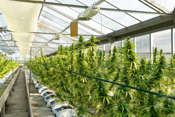 Regenerative hemp cultivation helps restore soil health which has been degraded over the years