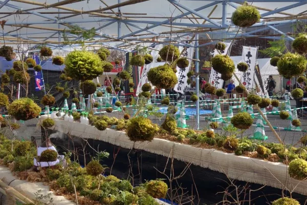 Il kokedama è larte giapponese di coltivare le piante in una palla di terra ricoperta di muschio e avvolta da uno spago o da un filo da pesca monofilamento