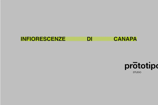 Infiorescenze di canapa