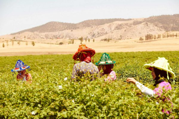 Sana Jardin – the Beyond Sustainability model provides floral harvesters with the skills and materials they need to increase their wages through commerce