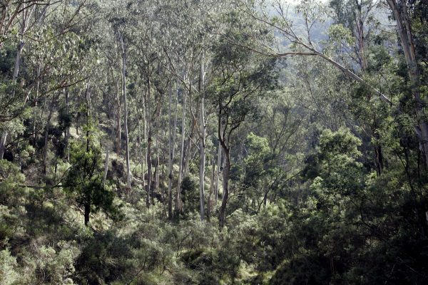 HARDWOOD FORESTS IN VICTORIA. AUSTRALIA'S