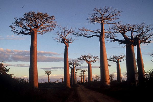 Baobabs, Lampoon