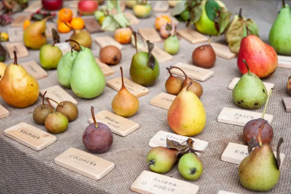Lampoon, Redescovering of lost fruit varieties, Image zummolo63 -123rf