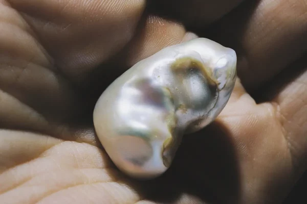 Rita Puig-Serra Costa, Anatomy of an Oyster