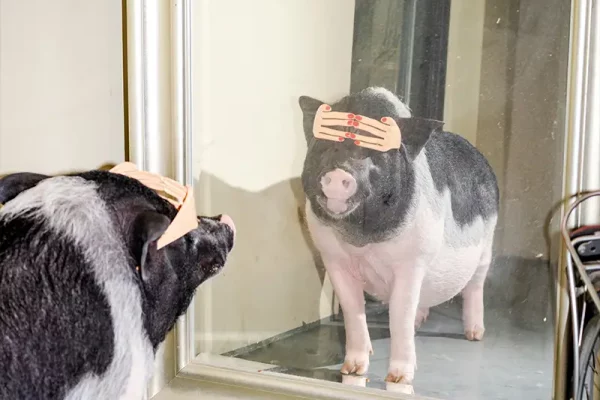 The new book Pig, Feng Li photography. Note Note Éditions, 2023