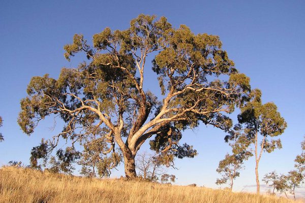Apple box eucalyptus in Australia